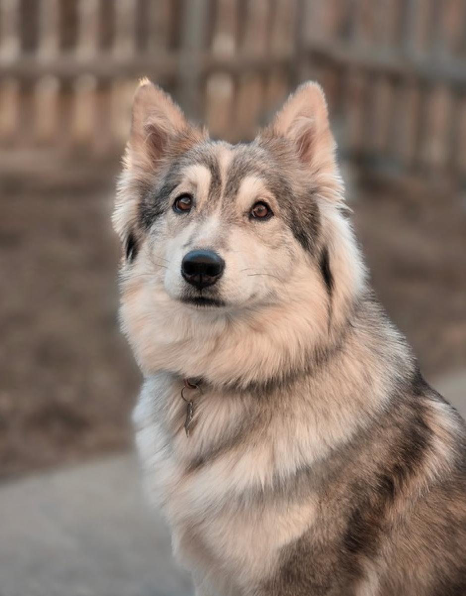 Enlarge Floof, an adopted mixed breed in Calgary, AB image 1/6