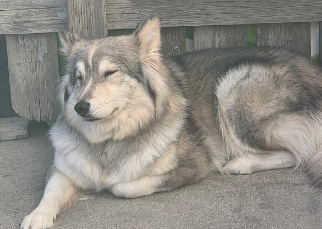 Enlarge Floof, an adopted mixed breed in Calgary, AB image 5/6
