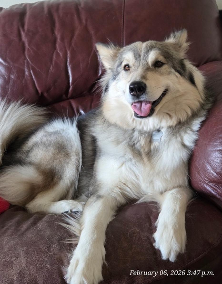 Enlarge Floof, an adopted mixed breed in Calgary, AB image 3/6