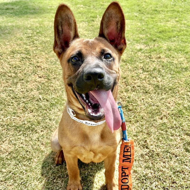 Charlie, Adoptable, Young Male Mixed Breed.