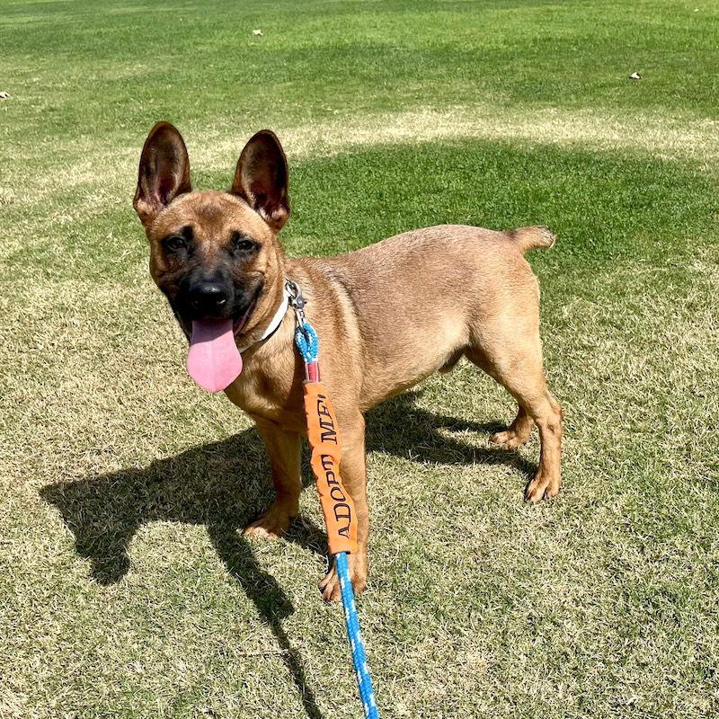 Charlie, a Adoptable Mixed Breed in San Juan Capistrano, CA image 2/3