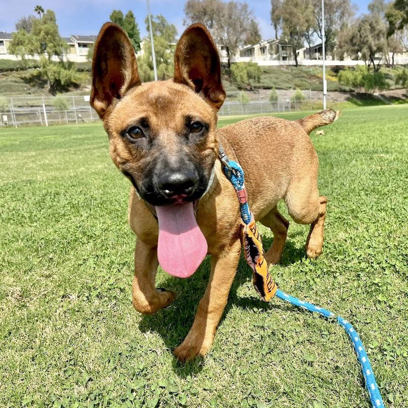 Charlie, a Adoptable Mixed Breed in San Juan Capistrano, CA image 3/3