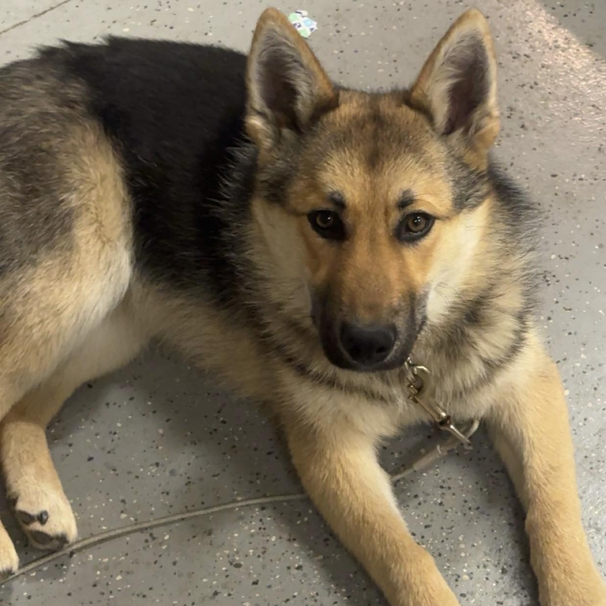 Archie, ADOPTABLE, Young Male German Shepherd Dog.