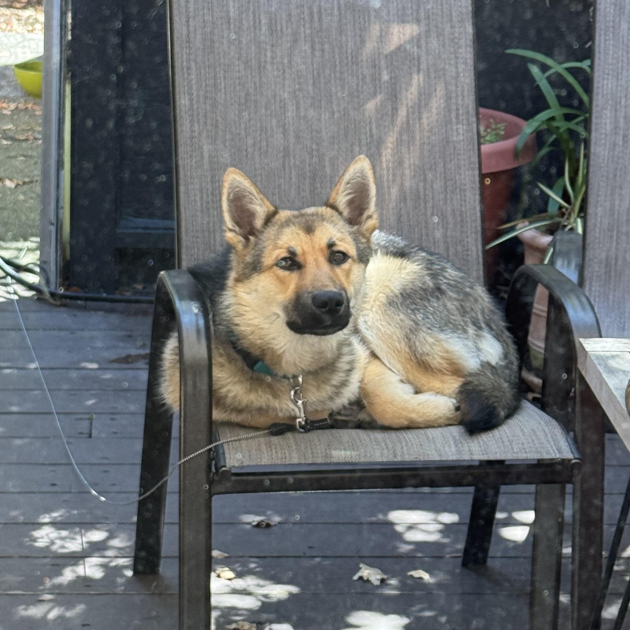 Enlarge Archie, a ADOPTABLE German Shepherd Dog in Petaluma, CA image 3/5
