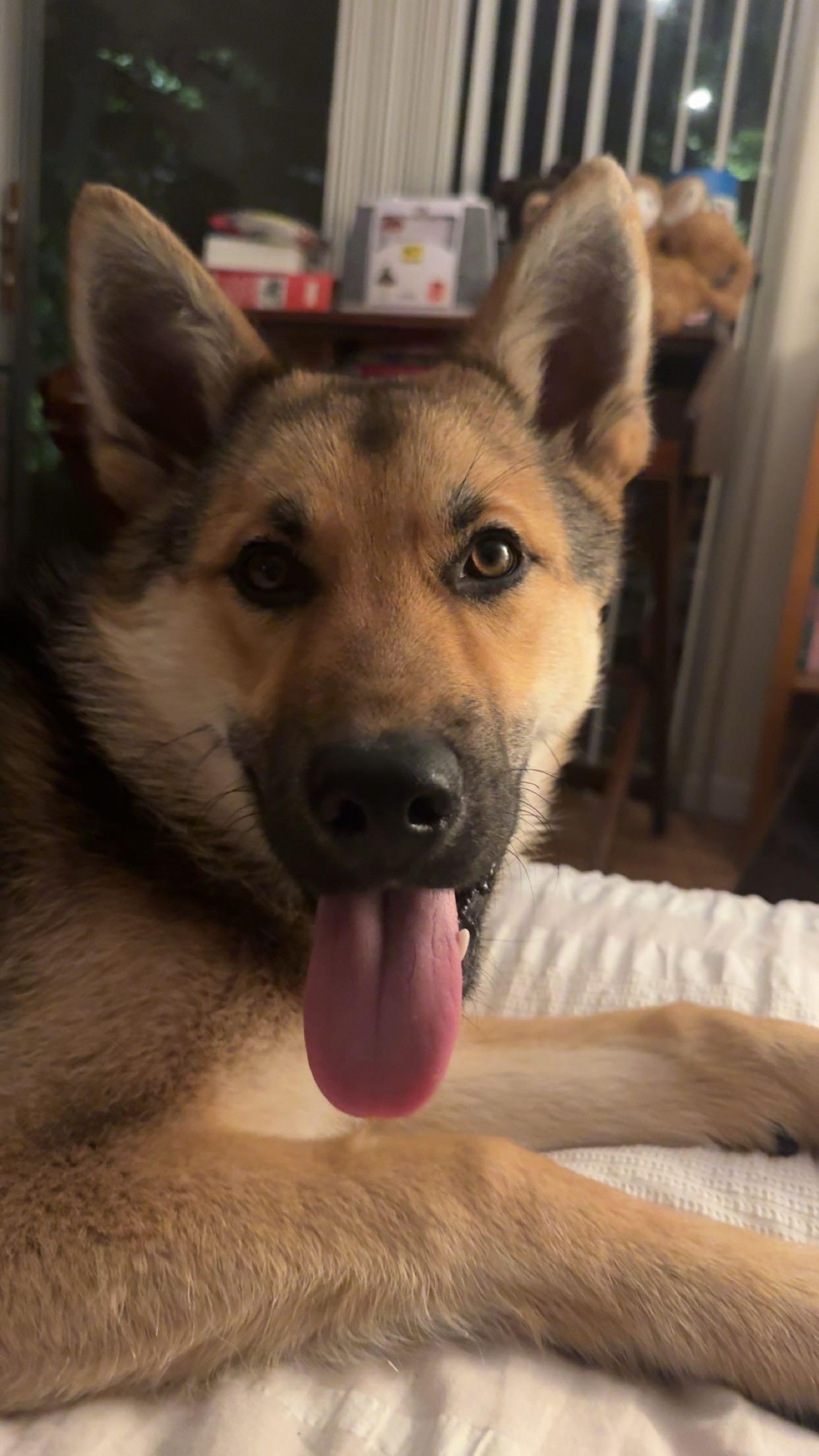 Enlarge Archie, a ADOPTABLE German Shepherd Dog in Petaluma, CA image 2/5