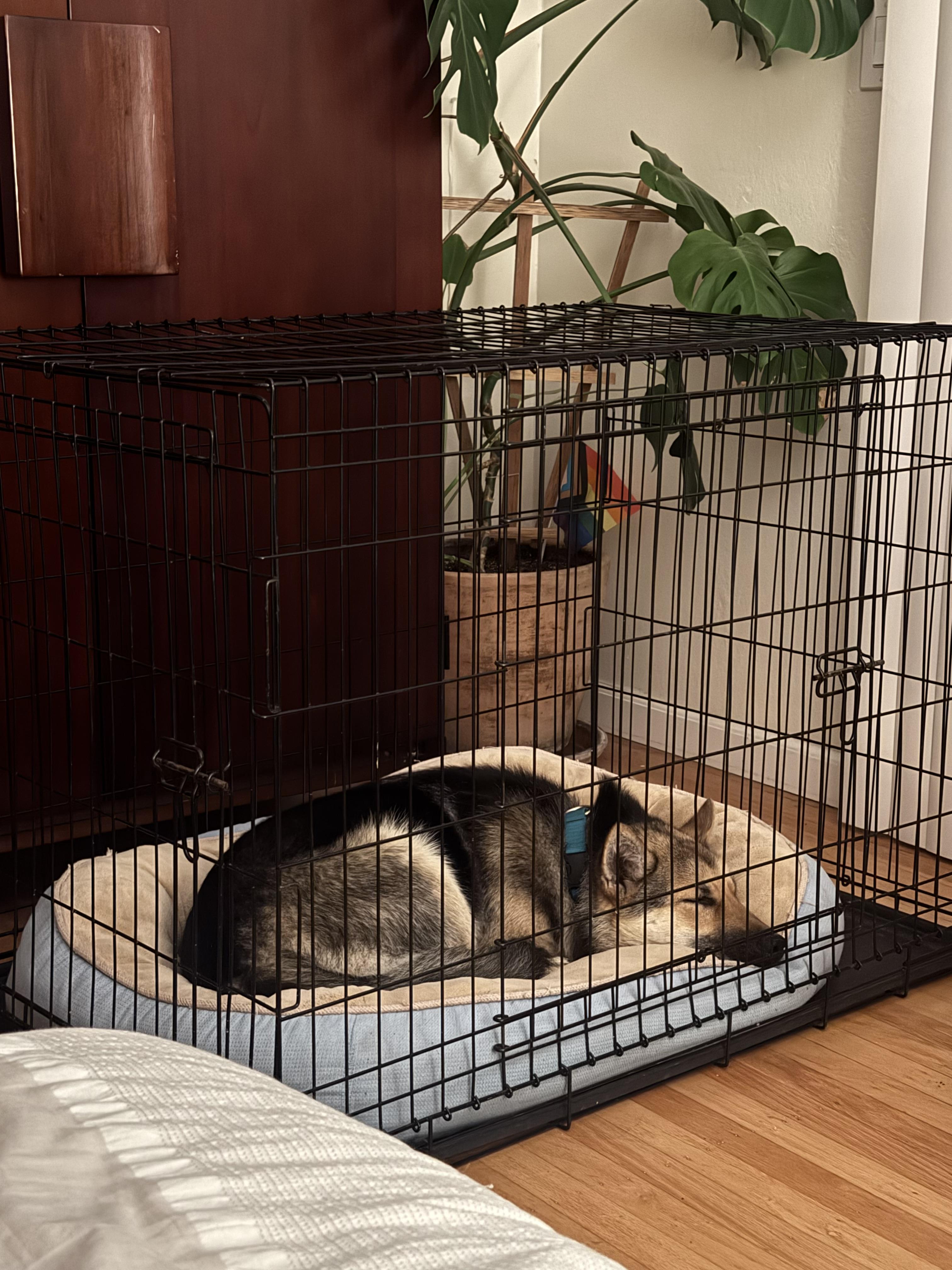 Enlarge Archie, a ADOPTABLE German Shepherd Dog in Petaluma, CA image 5/5