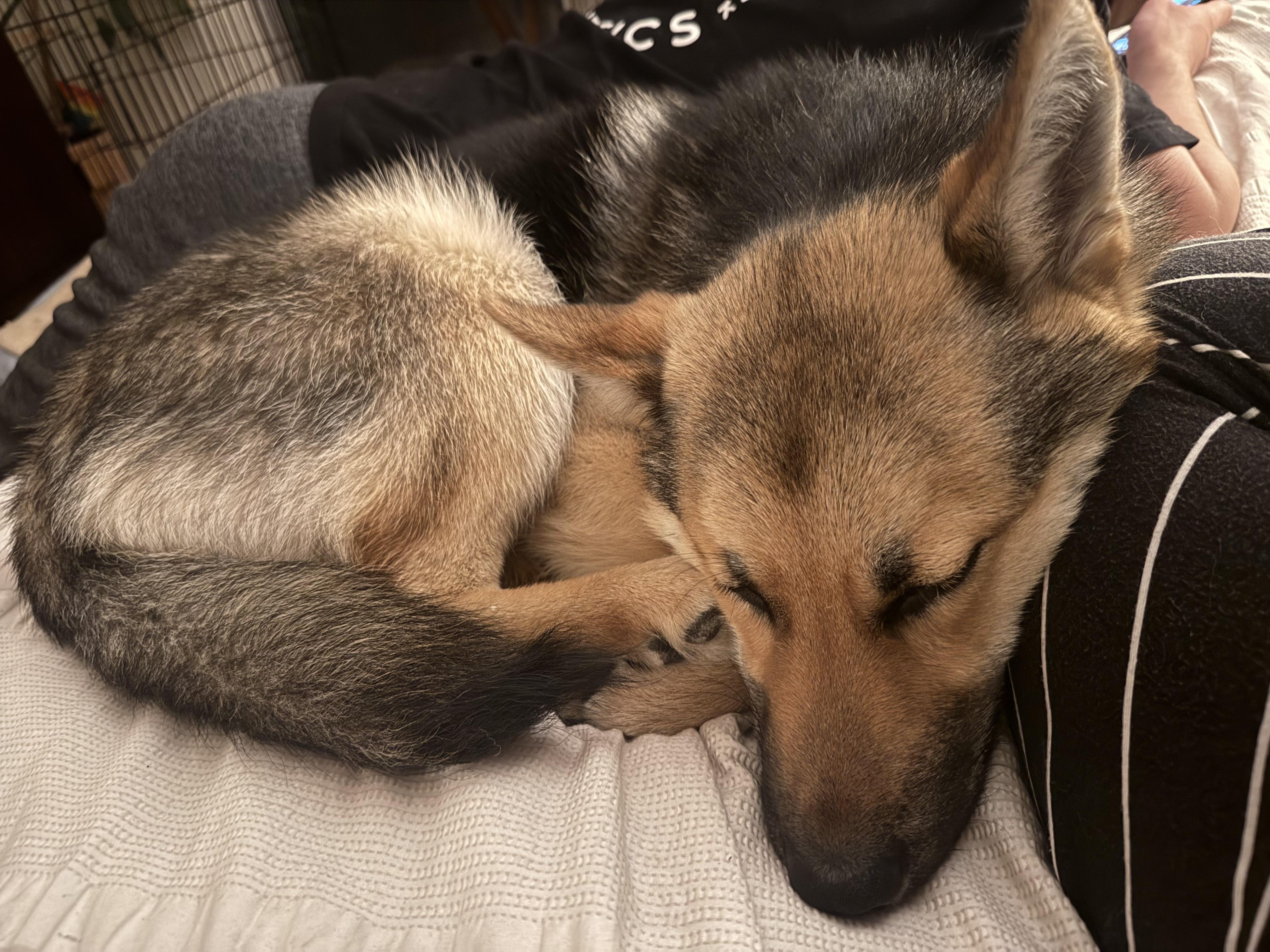 Enlarge Archie, a ADOPTABLE German Shepherd Dog in Petaluma, CA image 4/5