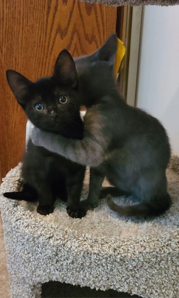 Raja, Adoptable, Kitten Female Domestic Short Hair.