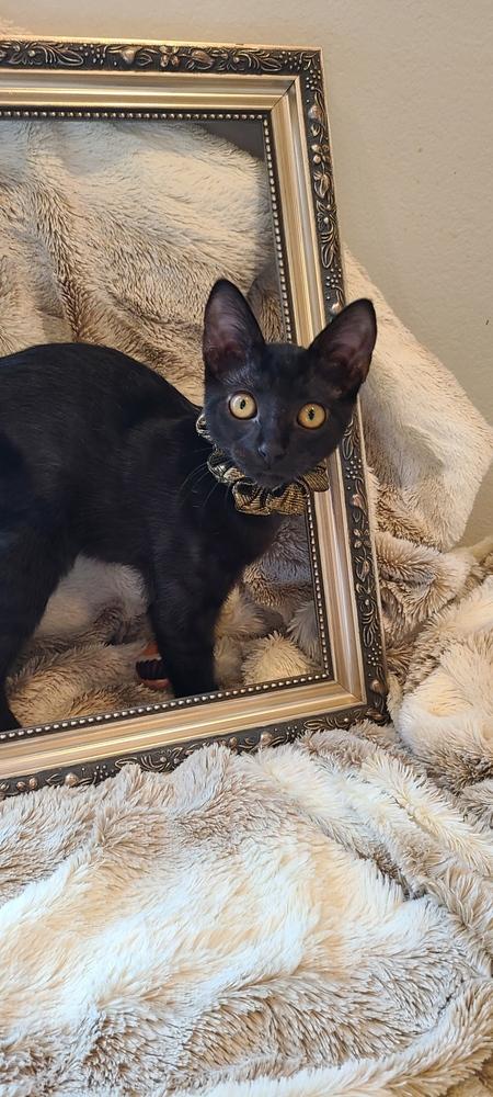 Enlarge Raja, a Adoptable mixed breed in Fremont, CA image 2/6