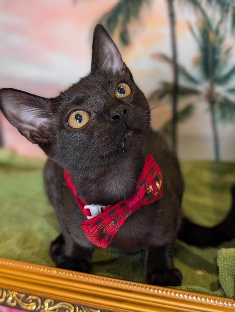 Enlarge Raja, a Adoptable mixed breed in Fremont, CA image 3/6