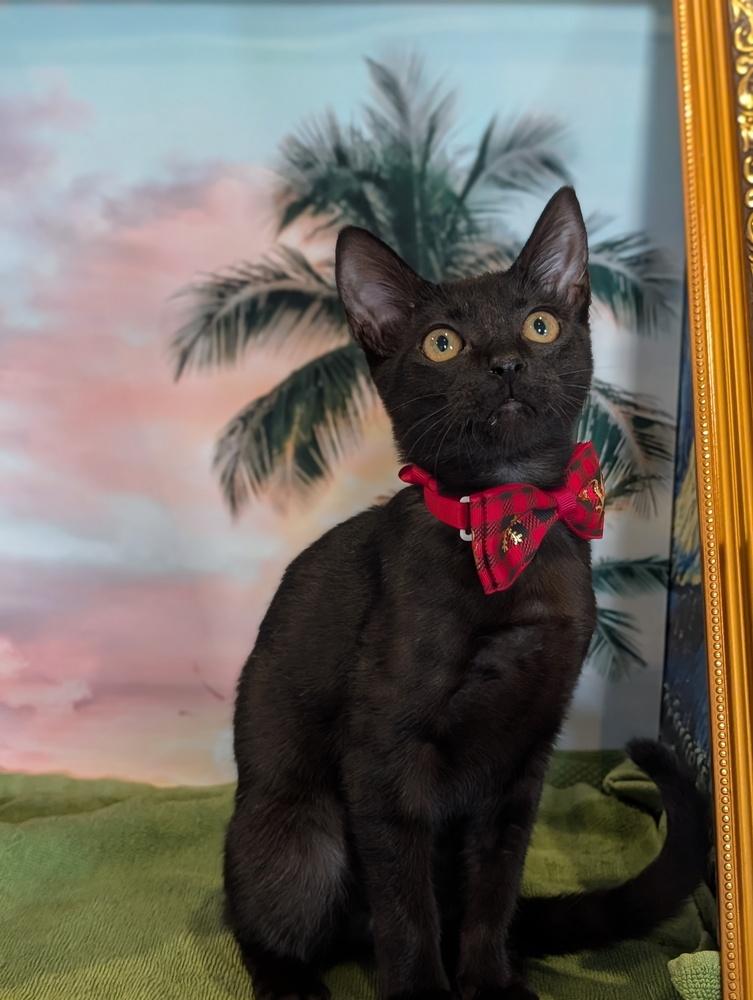 Enlarge Raja, a Adoptable mixed breed in Fremont, CA image 5/6