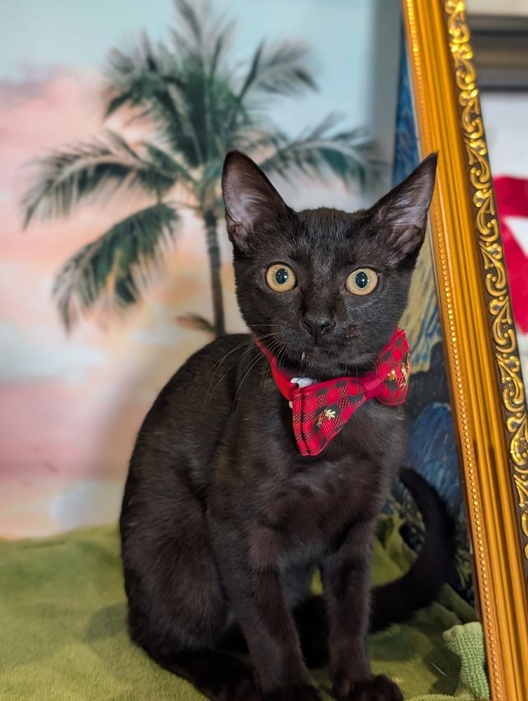 Enlarge Raja, a Adoptable mixed breed in Fremont, CA image 6/6