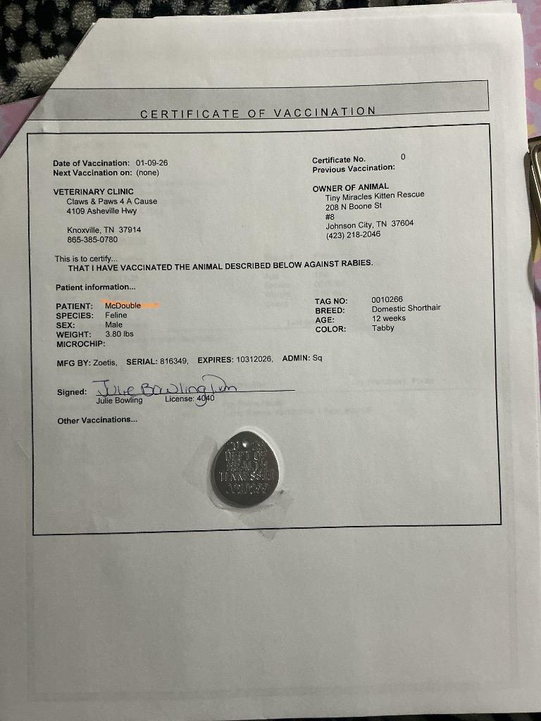 McDouble, Adoptable, Kitten Male Domestic Short Hair.