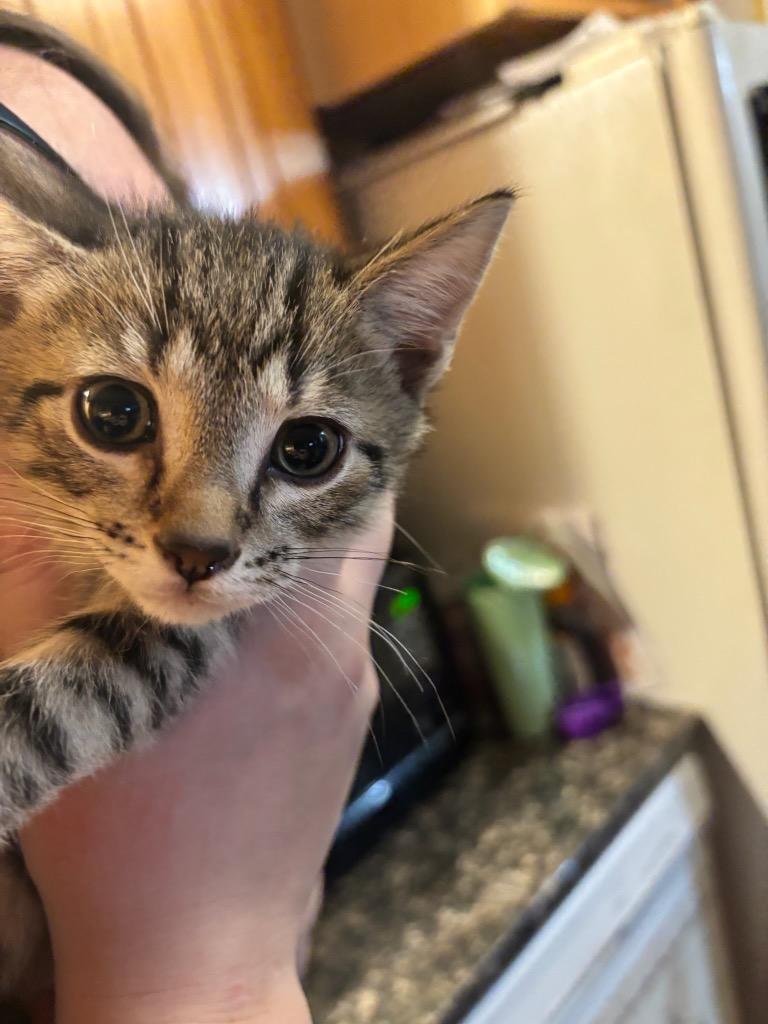 McDouble, Adoptable, Kitten Male Domestic Short Hair.