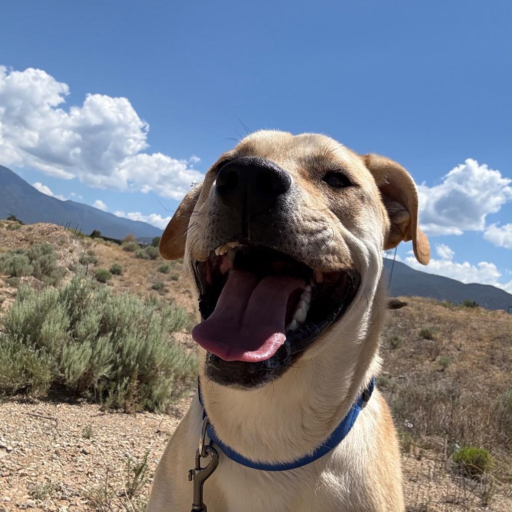 Enlarge Charley, a Adoptable mixed breed in Taos, NM image 1/1