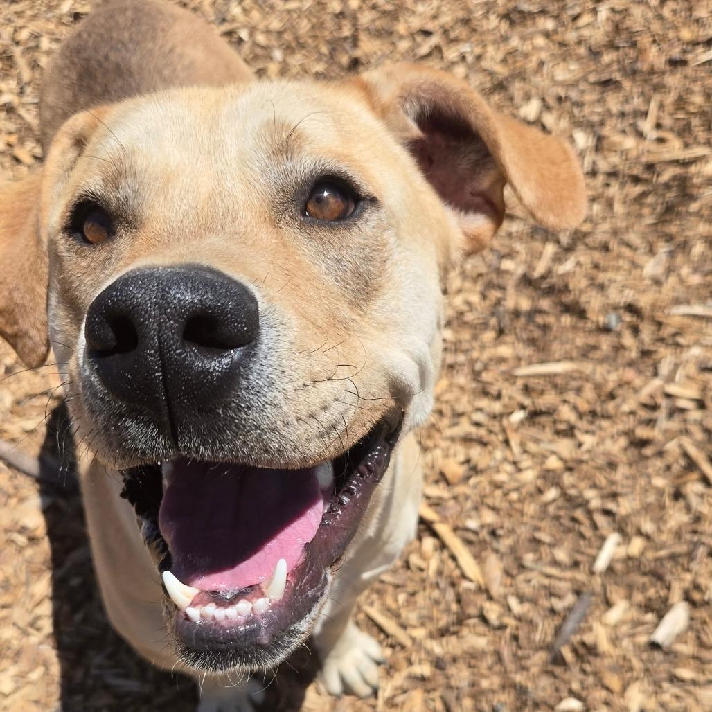 Charley, Adoptable, Adult Male Yellow Labrador Retriever & Mixed Breed.
