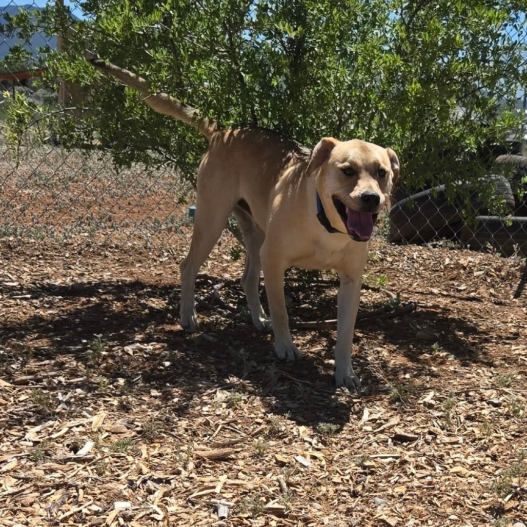 Enlarge Charley, a Adoptable mixed breed in Taos, NM image 2/6