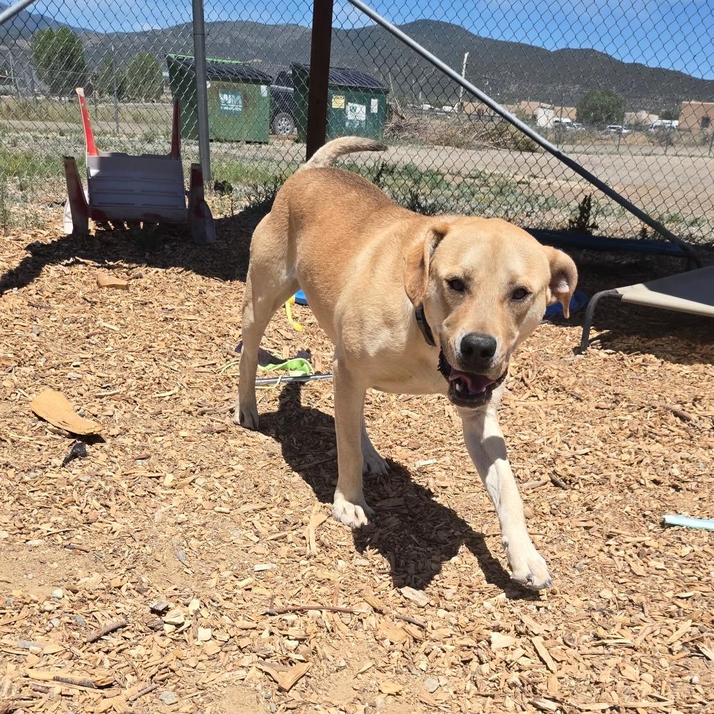 Enlarge Charley, a Adoptable mixed breed in Taos, NM image 3/6