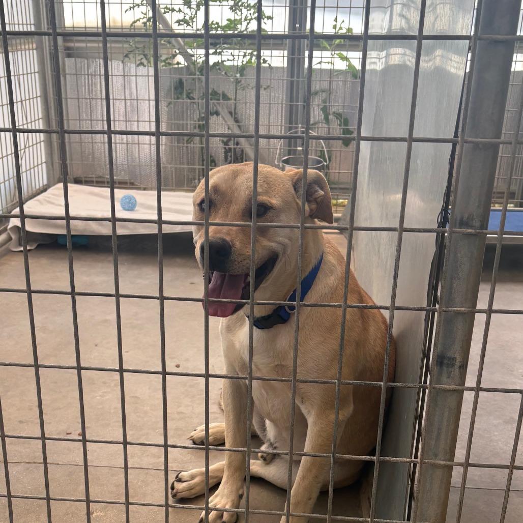 Enlarge Charley, a Adoptable mixed breed in Taos, NM image 4/6
