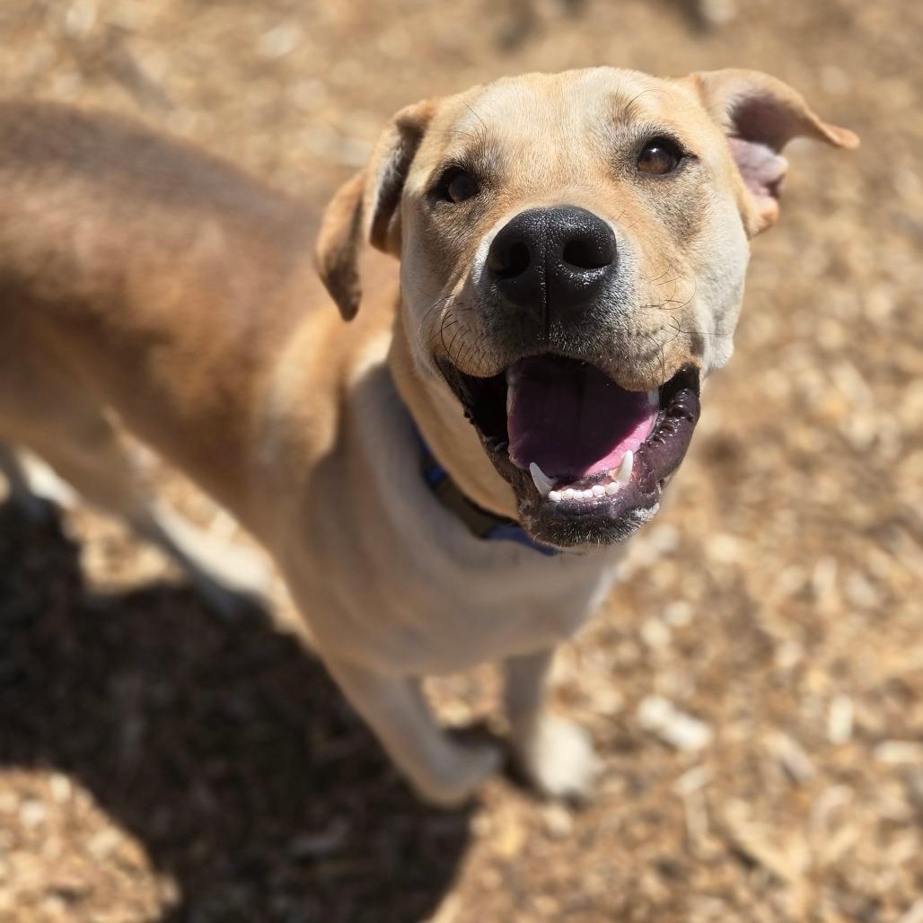 Enlarge Charley, a Adoptable mixed breed in Taos, NM image 5/6