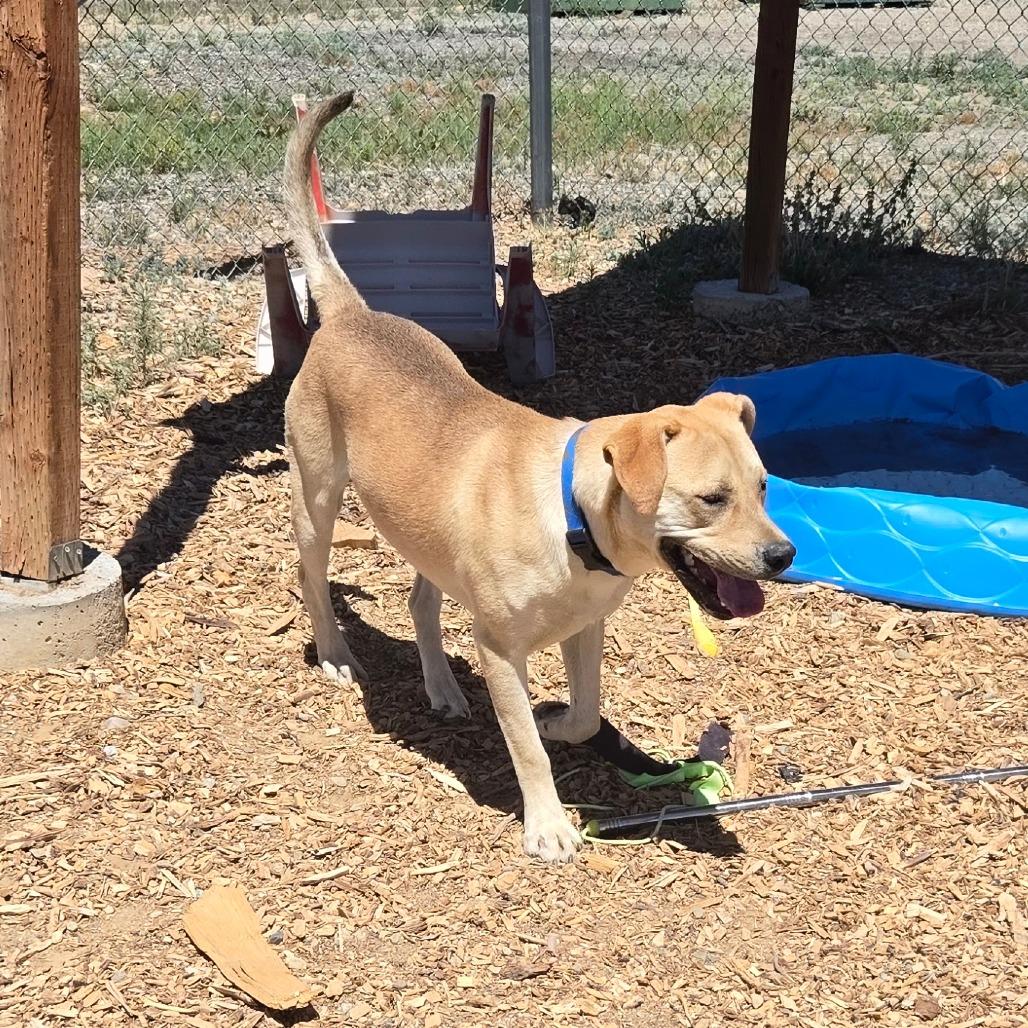 Enlarge Charley, a Adoptable mixed breed in Taos, NM image 6/6