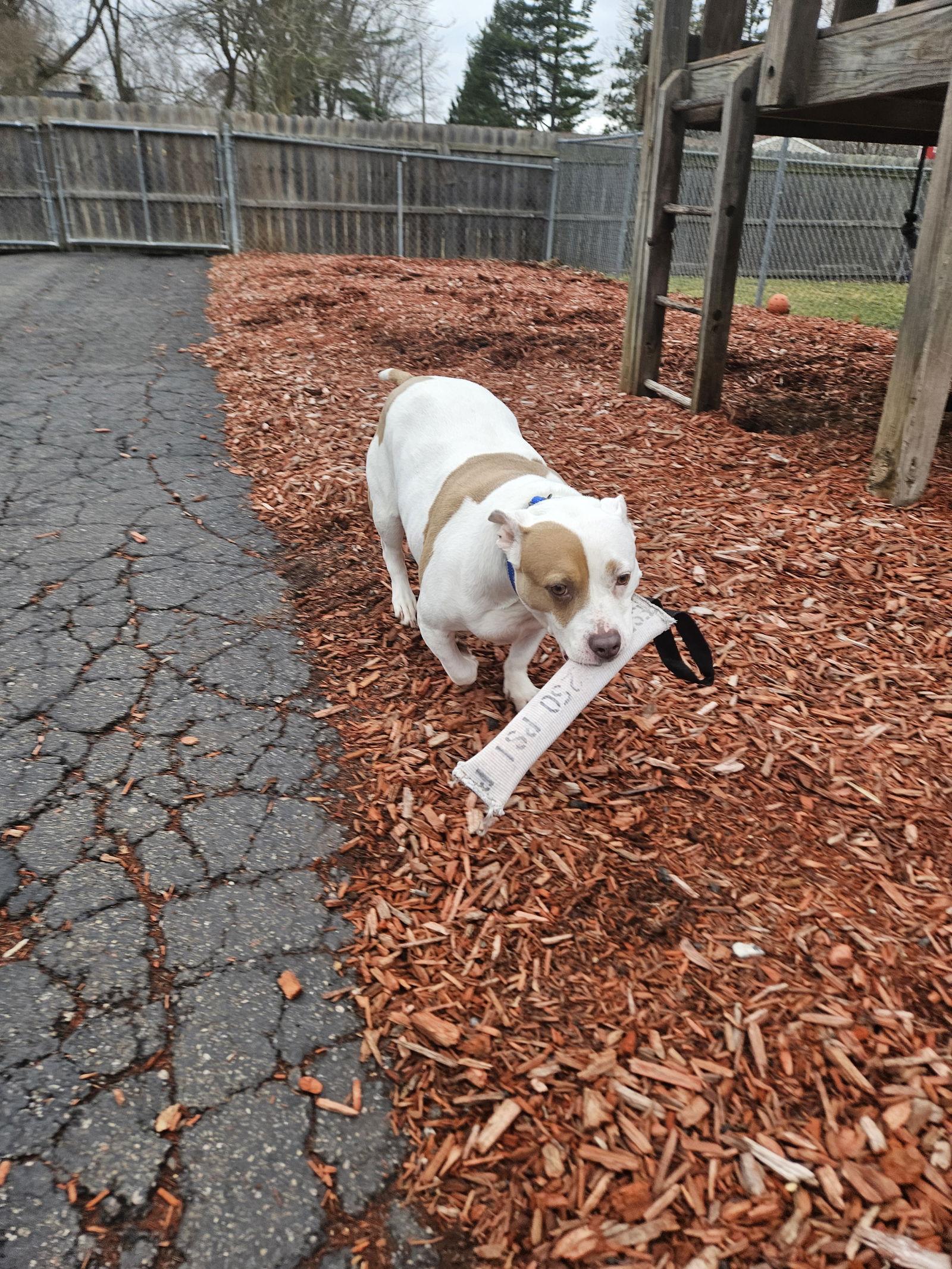 Roxy, Adoptable, Adult Female American Staffordshire Terrier.
