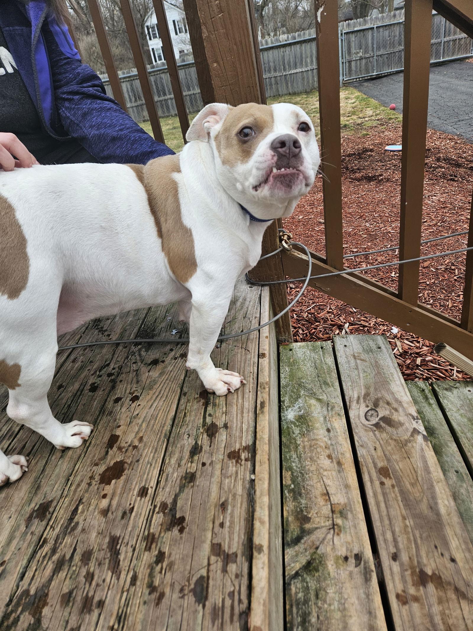 Enlarge Roxy, a Adoptable American Staffordshire Terrier in Belleville, MI image 2/3