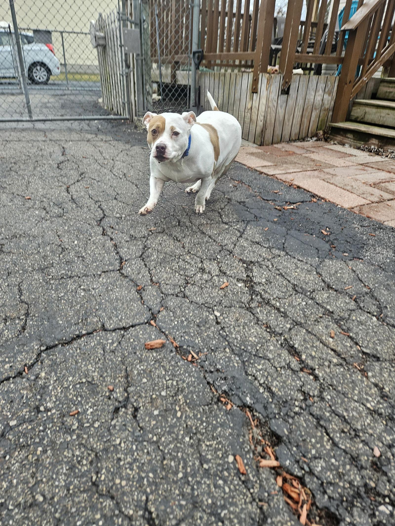 Enlarge Roxy, a Adoptable American Staffordshire Terrier in Belleville, MI image 3/3