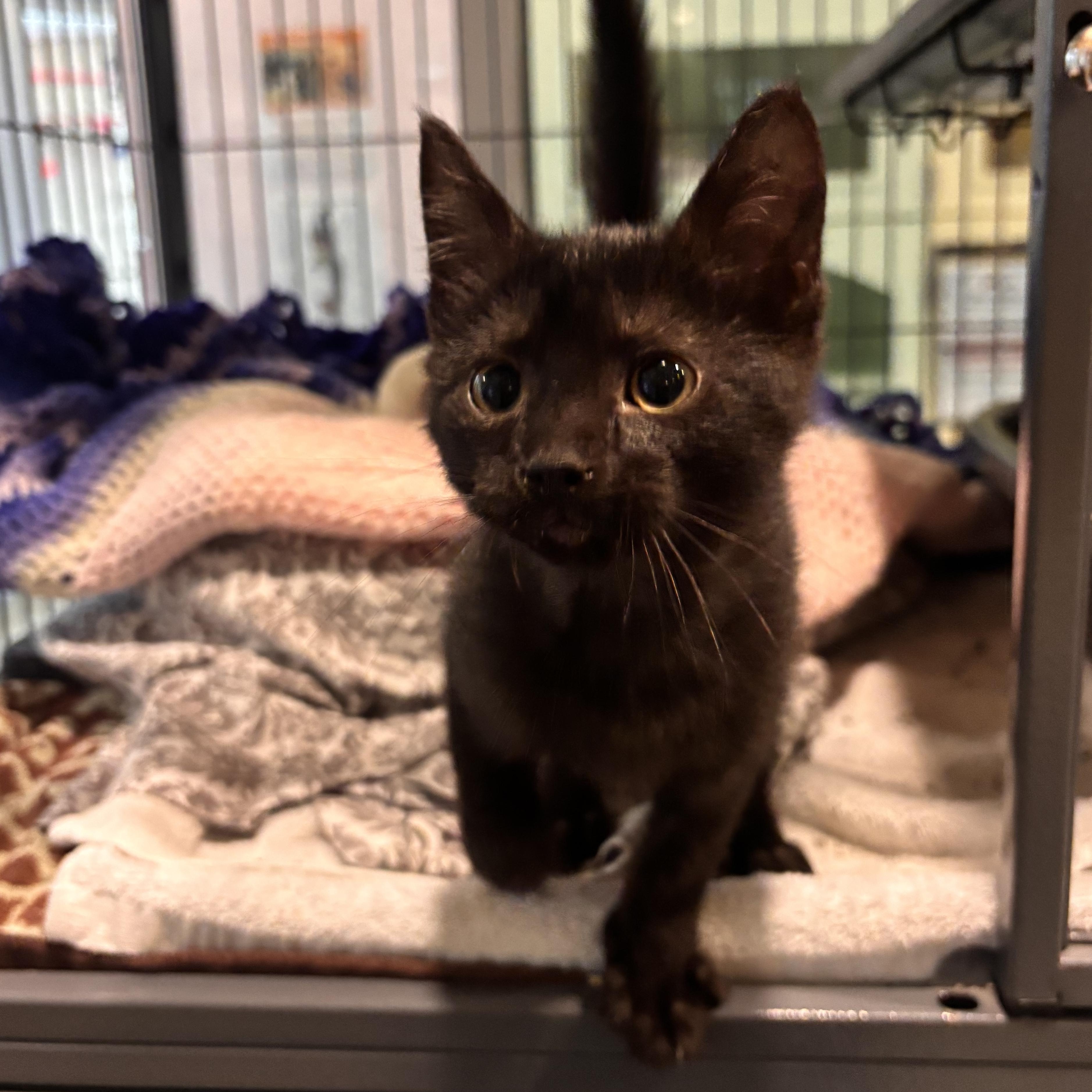 Vega, adopted, Young Male Domestic Short Hair.