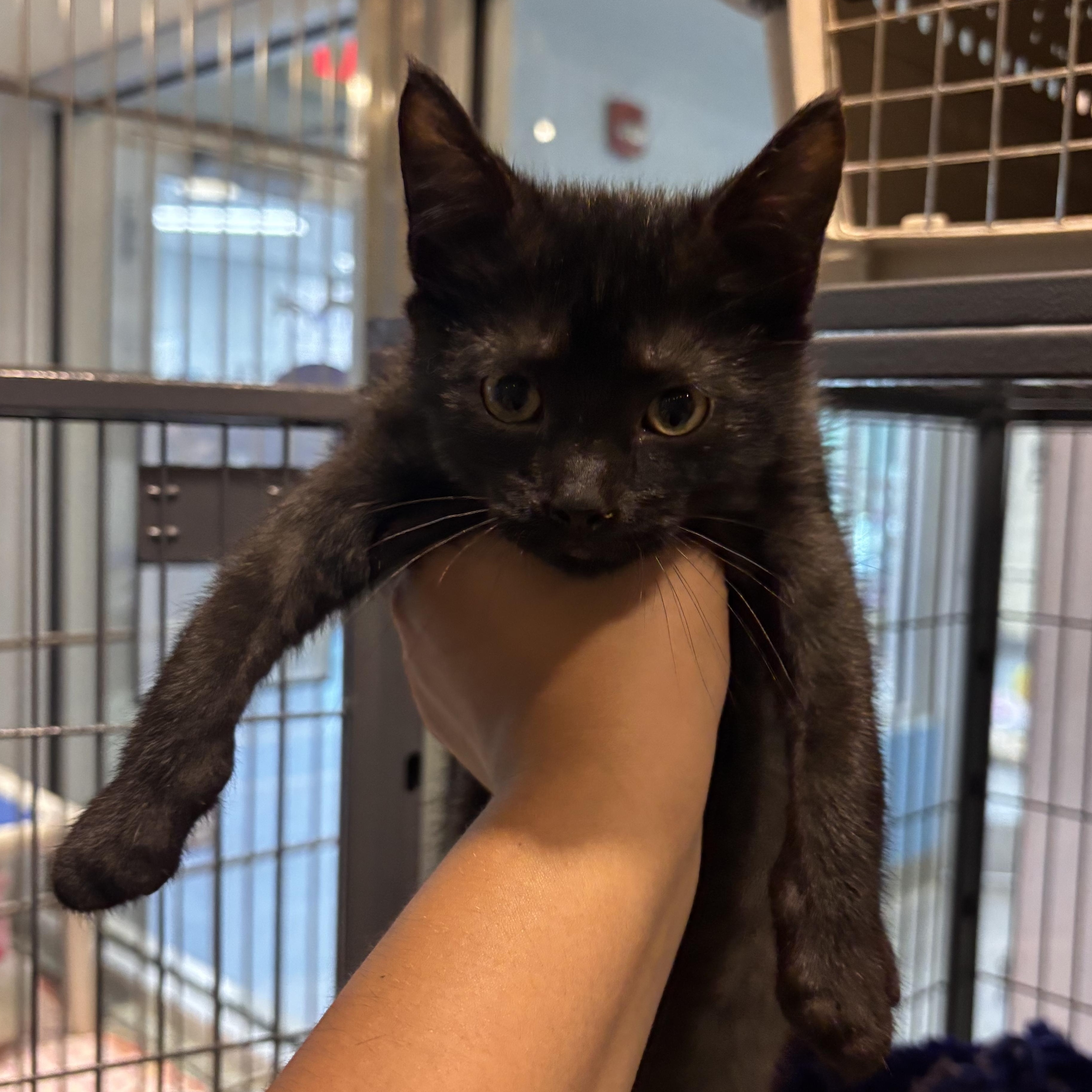 Vega, an adopted Domestic Short Hair in Charleston, SC image 2/2