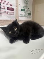 Pebbles, adopted, Young Female Domestic Short Hair.
