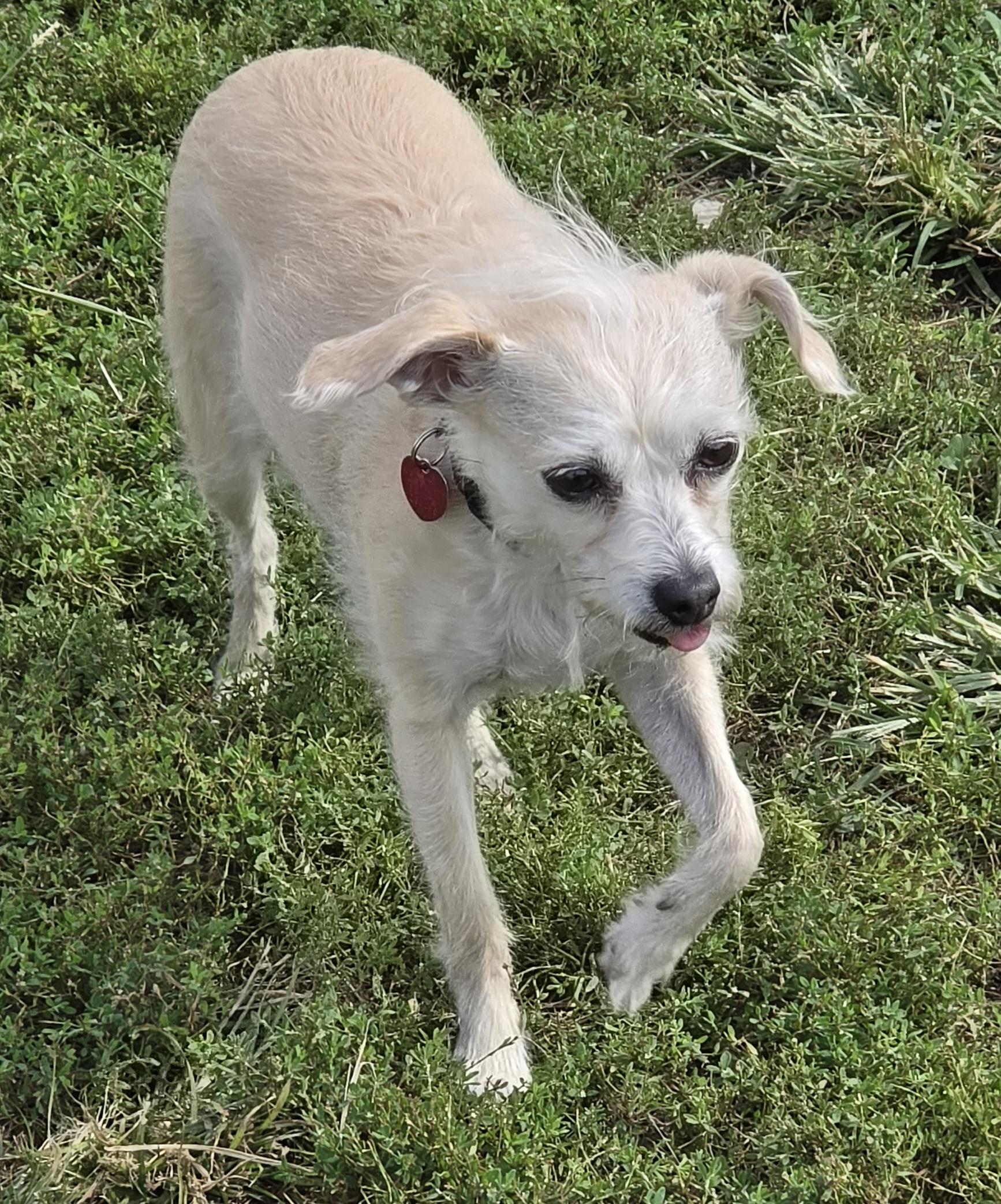 Enlarge Lucy, a Adoptable mixed breed in Terre Haute, IN image 4/5