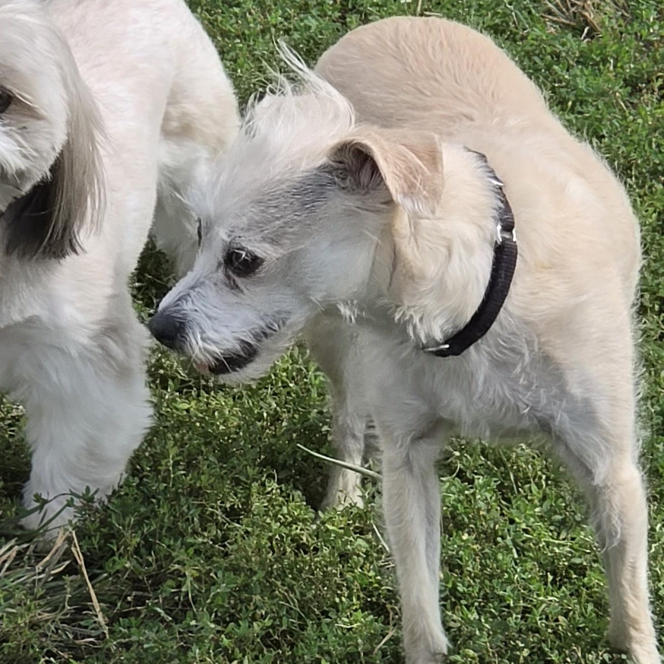 Enlarge Lucy, a Adoptable mixed breed in Terre Haute, IN image 5/5