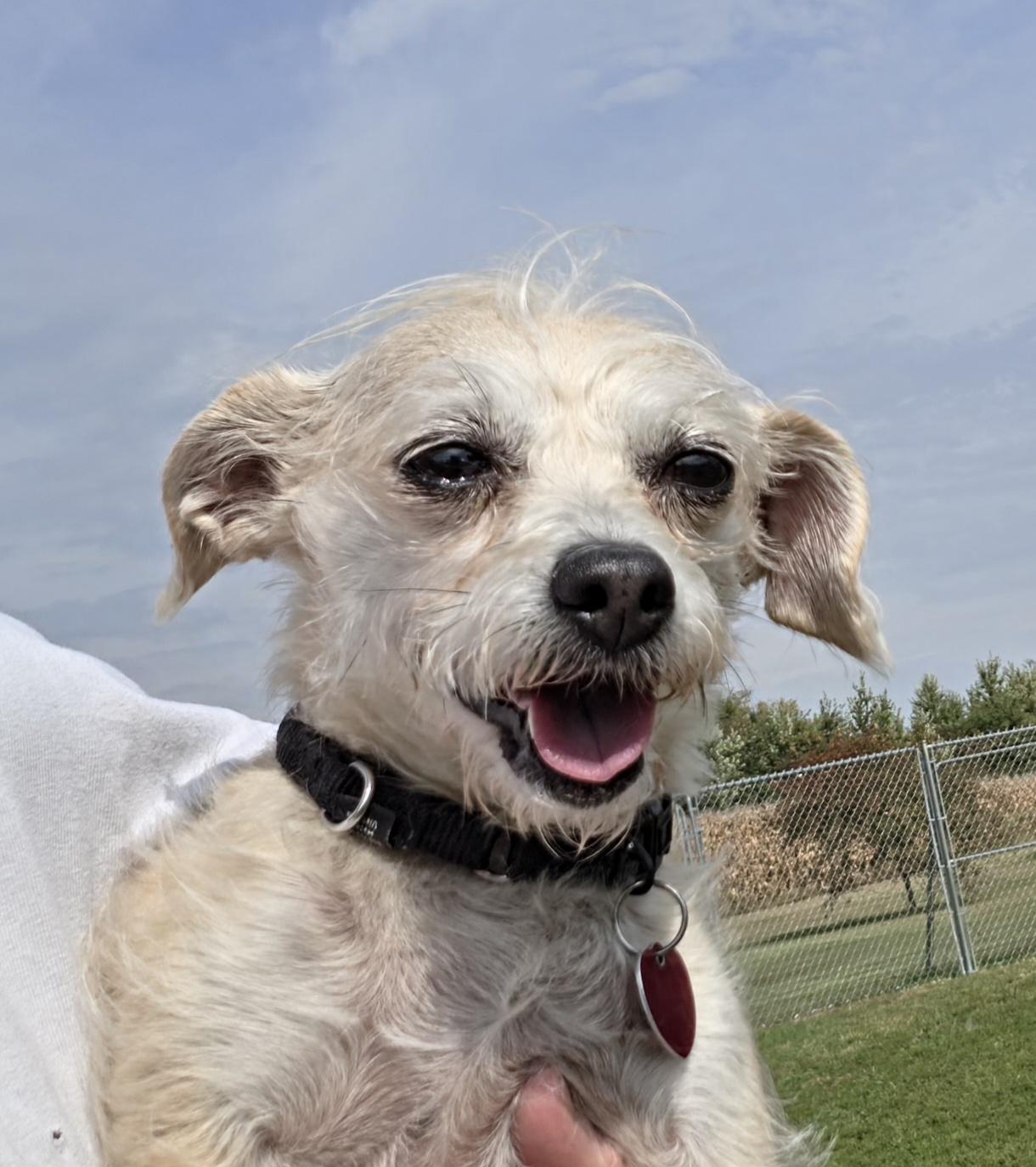 Enlarge Lucy, a Adoptable mixed breed in Terre Haute, IN image 2/5