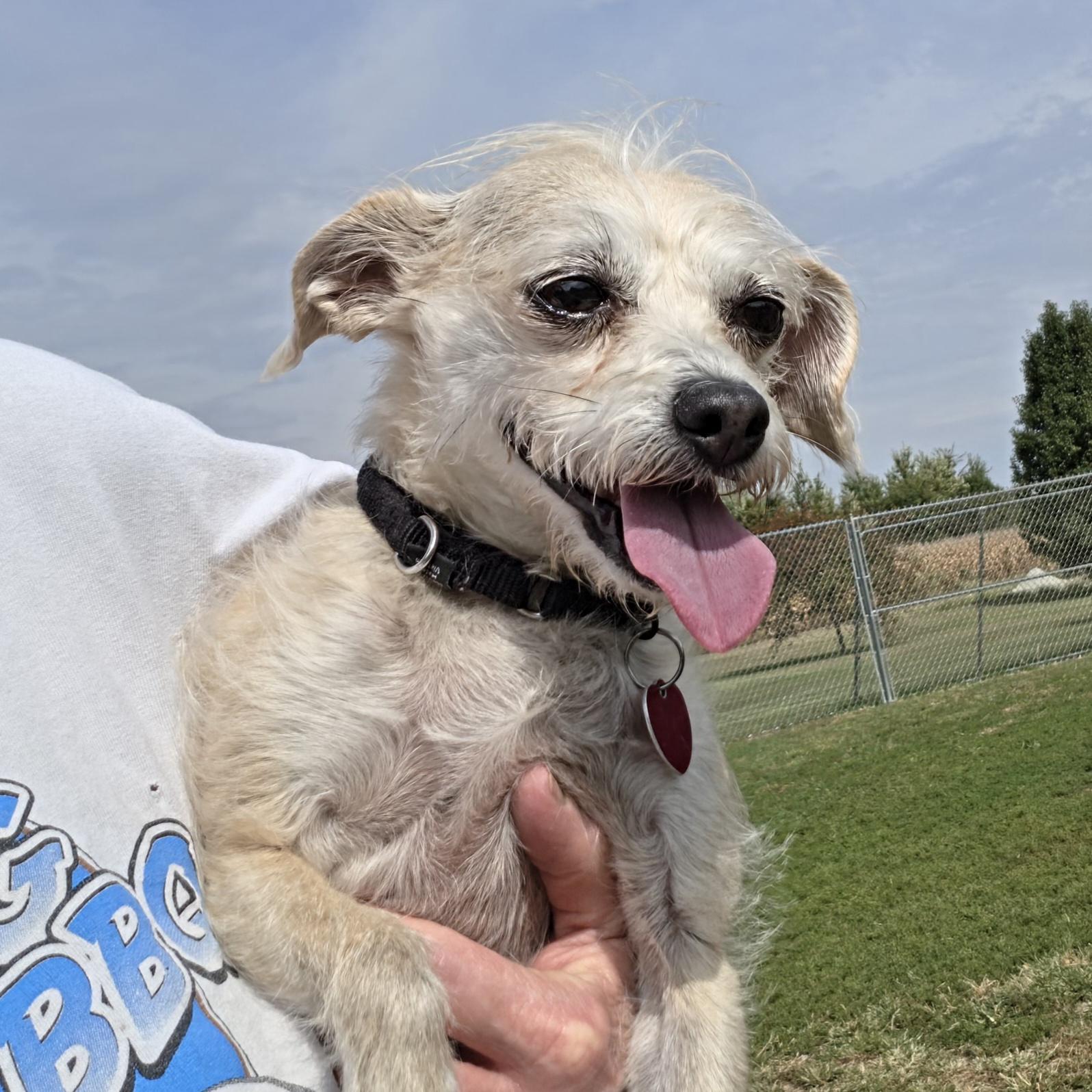 Enlarge Lucy, a Adoptable mixed breed in Terre Haute, IN image 1/5