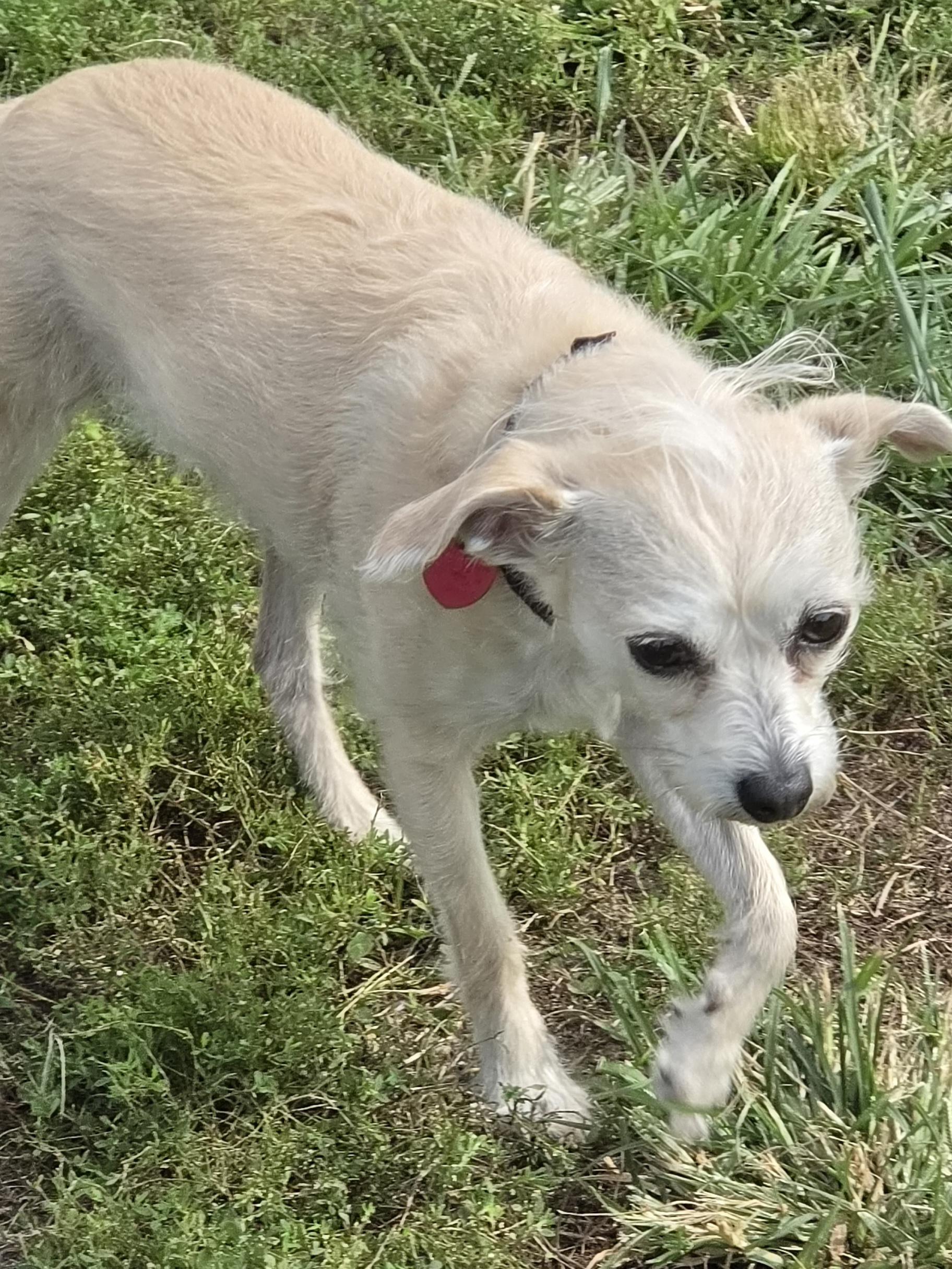 Enlarge Lucy, a Adoptable mixed breed in Terre Haute, IN image 3/5