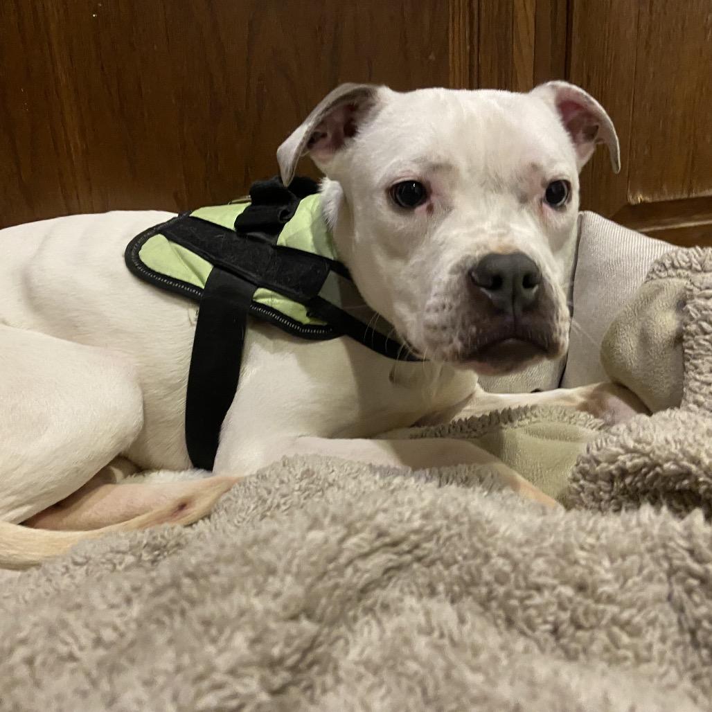 Fran, a Adoptable mixed breed in Leesburg, VA image 5/6