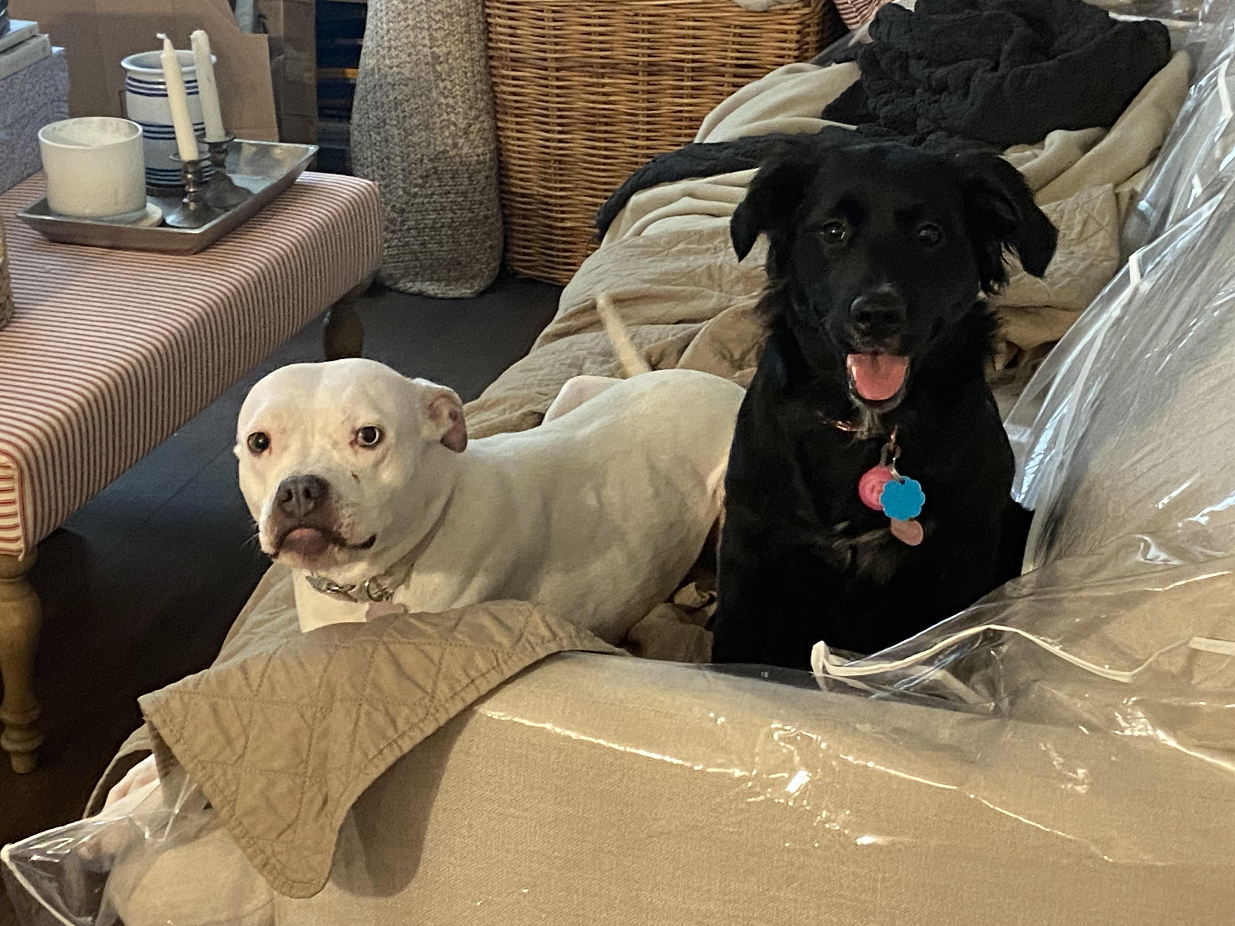 Enlarge Fran, a Adoptable mixed breed in Leesburg, VA image 6/6