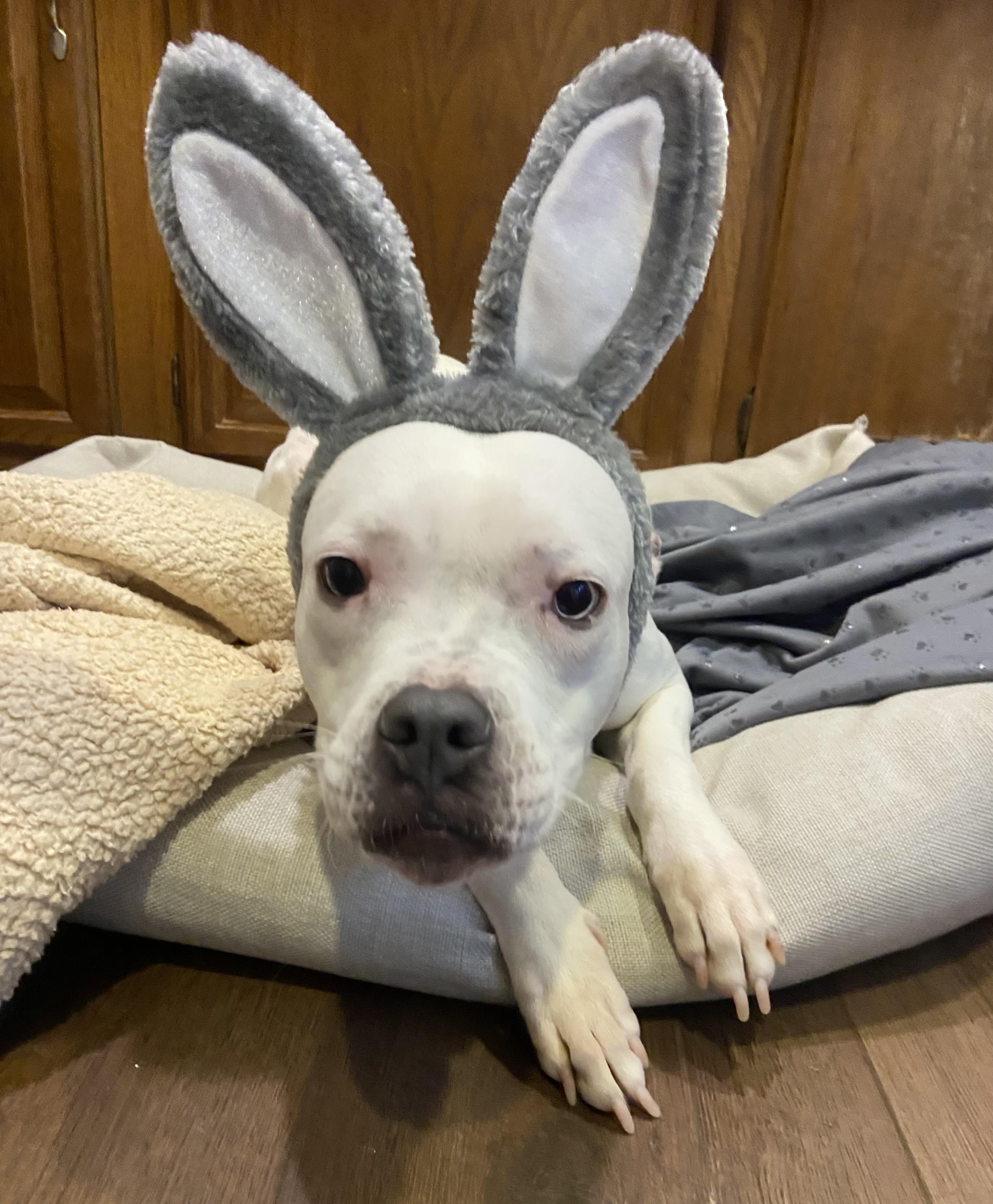 Fran, a Adoptable mixed breed in Leesburg, VA image 4/6