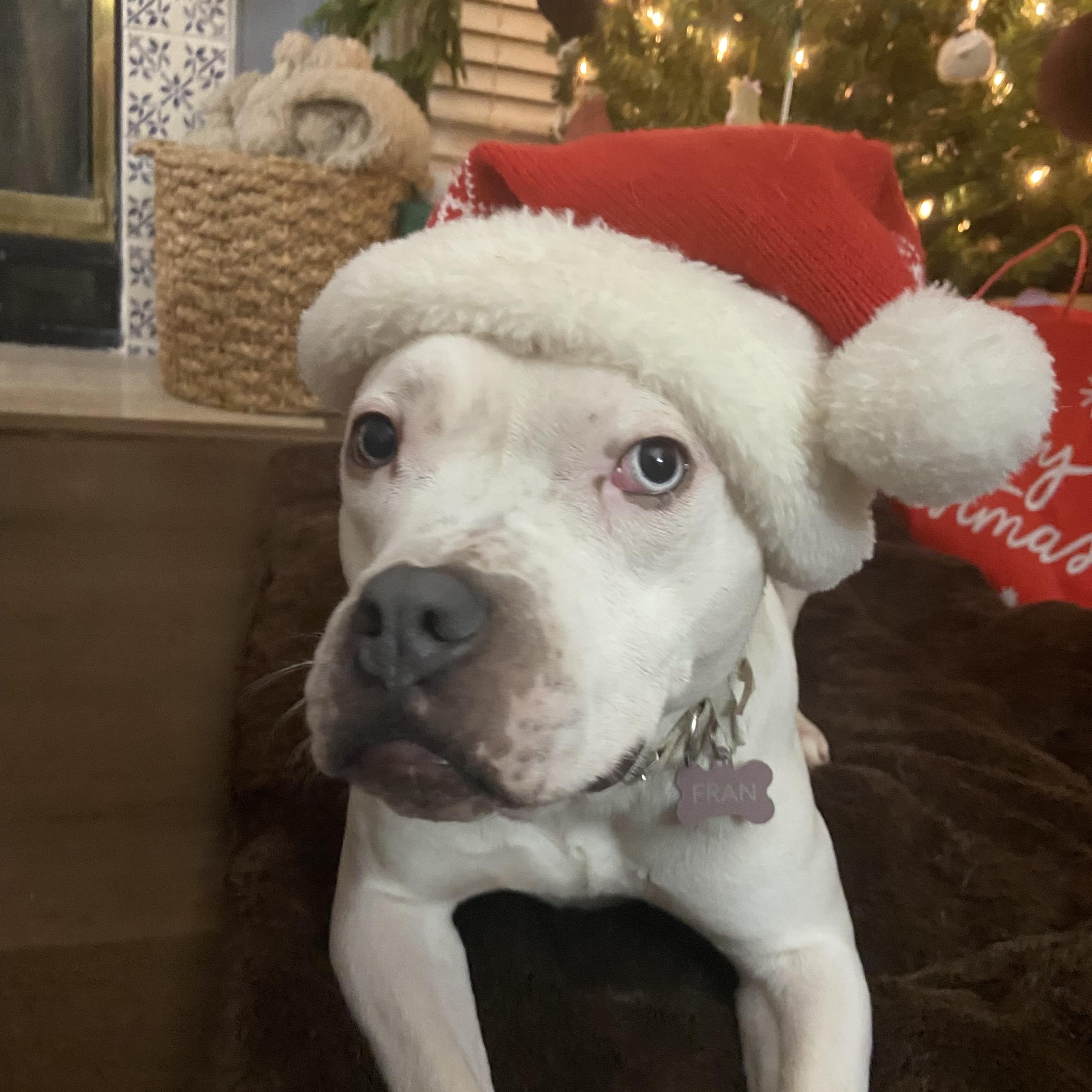 Fran, Adoptable, Adult Female Boxer.