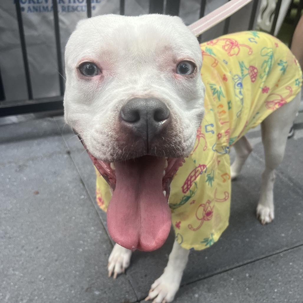 Fran, a Adoptable mixed breed in Leesburg, VA image 6/6