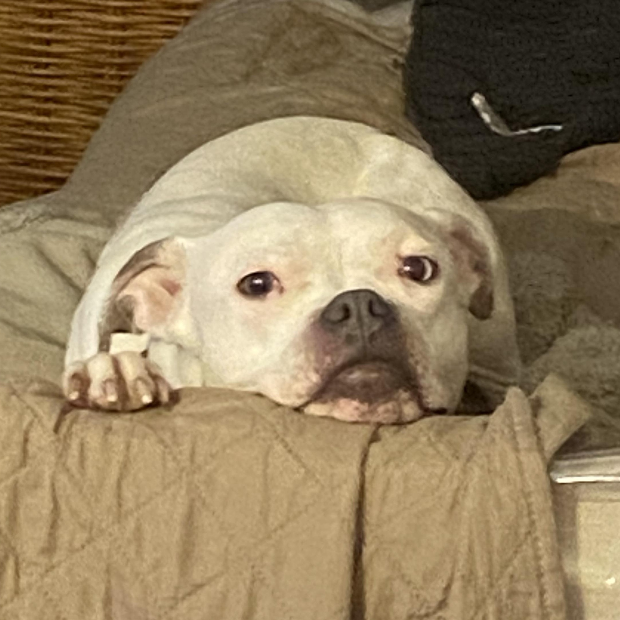 Enlarge Fran, a Adoptable mixed breed in Leesburg, VA image 1/6