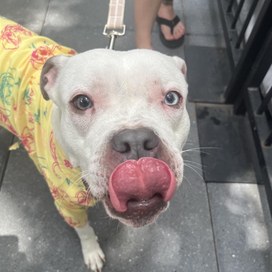 Fran, a Adoptable mixed breed in Leesburg, VA image 1/6