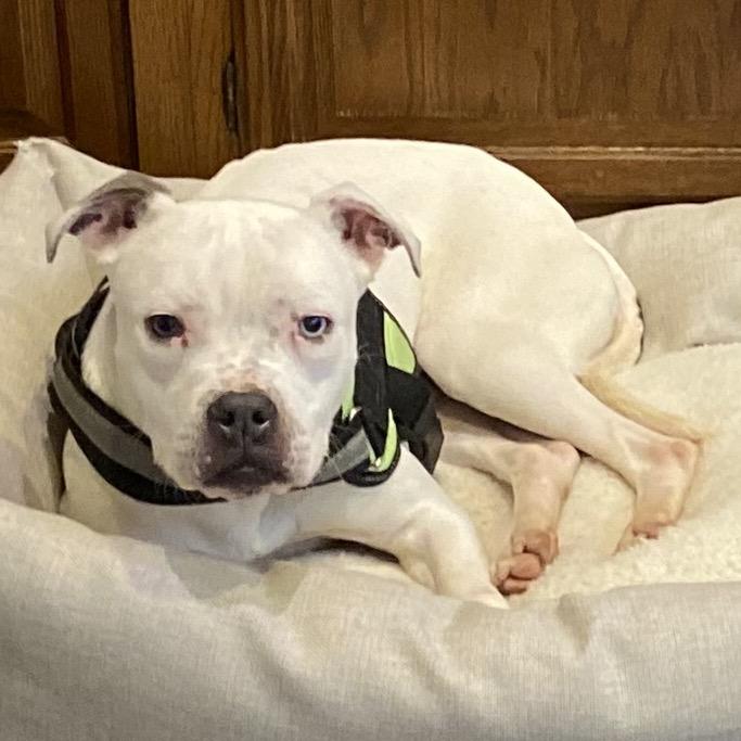 Fran, a Adoptable mixed breed in Leesburg, VA image 3/6