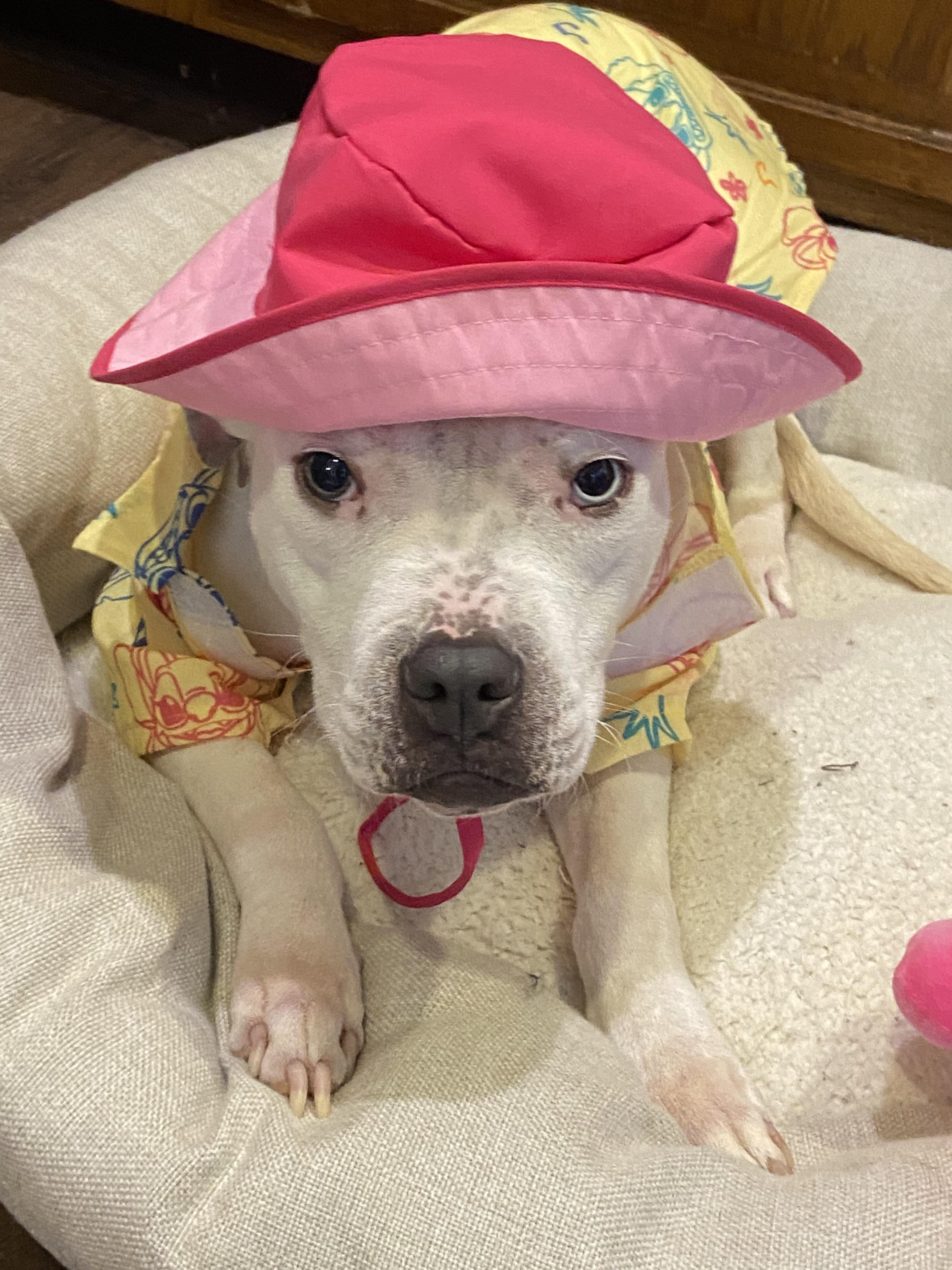 Fran, a Adoptable mixed breed in Leesburg, VA image 2/6