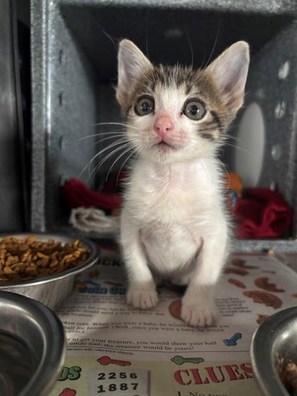 Enlarge Ziggy, a Adoptable mixed breed in Port Allen, LA image 1/1