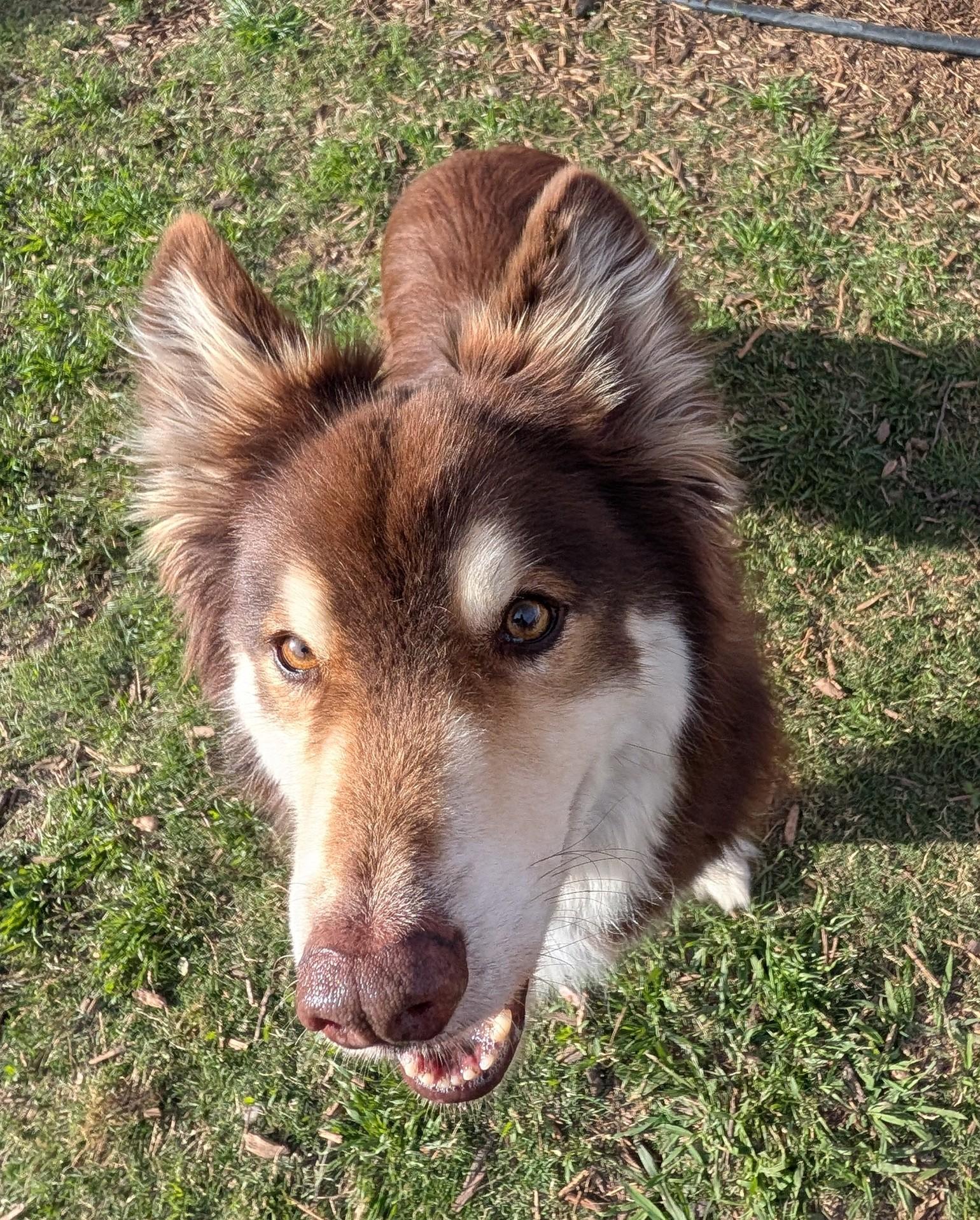 Enlarge Kylo* A216104, an adopted mixed breed in Plano, TX image 6/6