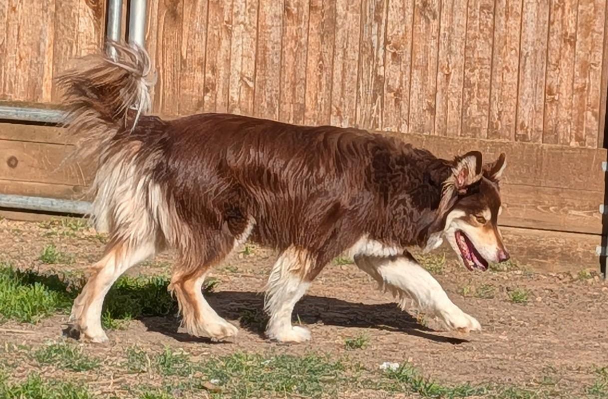 Enlarge Kylo* A216104, an adopted mixed breed in Plano, TX image 2/6