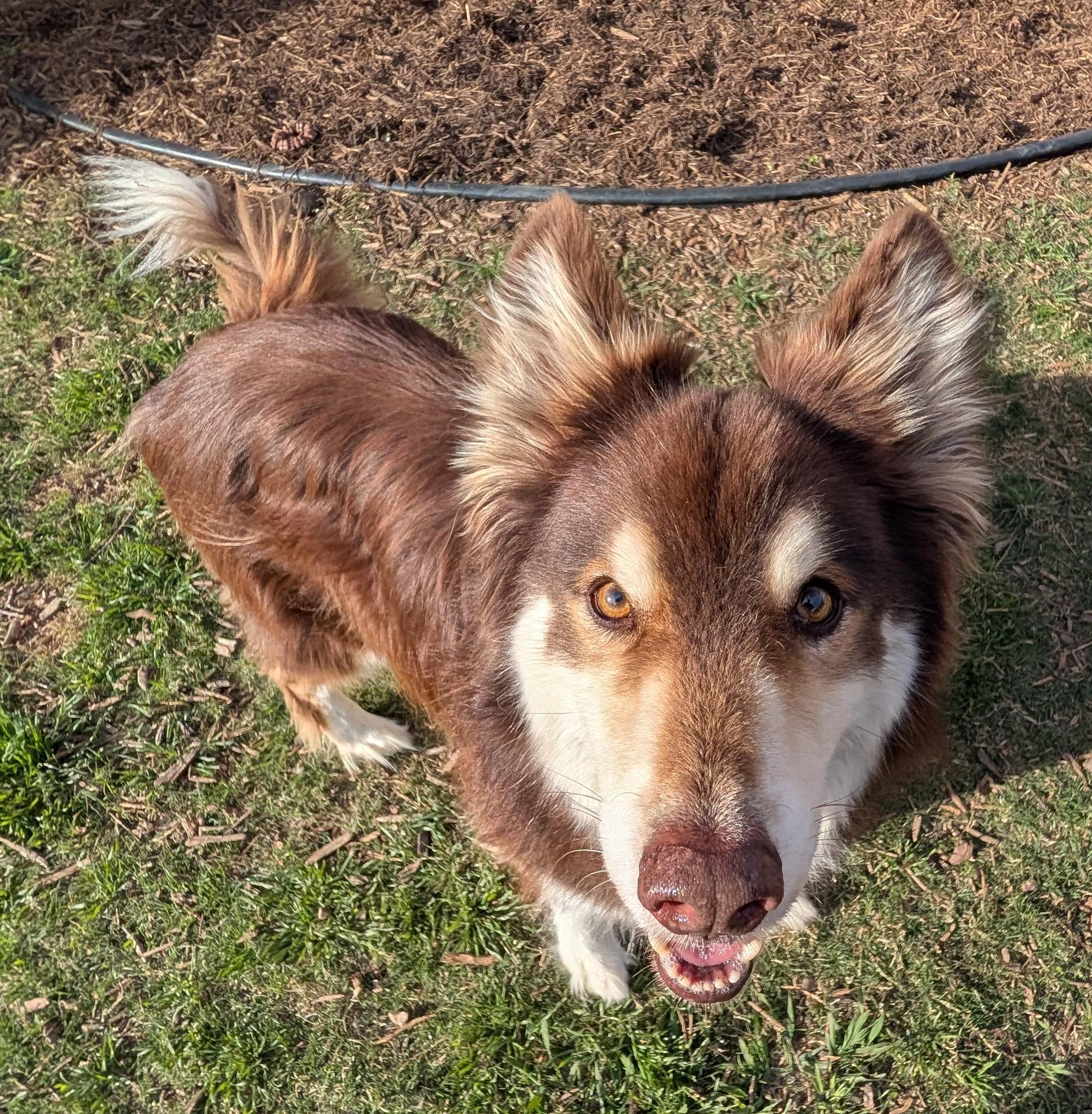 Enlarge Kylo* A216104, an adopted mixed breed in Plano, TX image 1/6