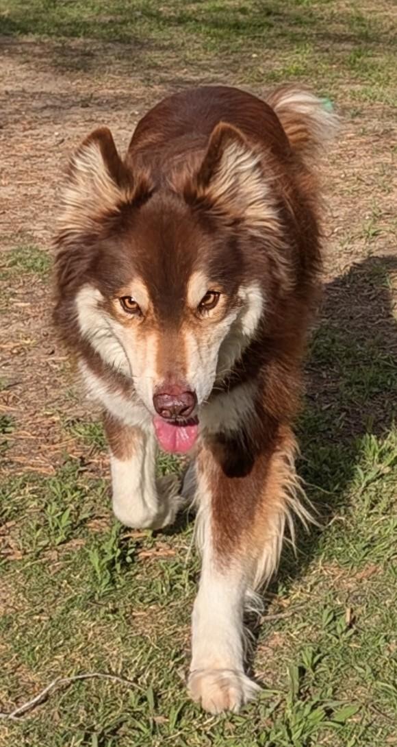 Enlarge Kylo* A216104, an adopted mixed breed in Plano, TX image 4/6